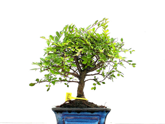 Ulmus Parvifolia 2843