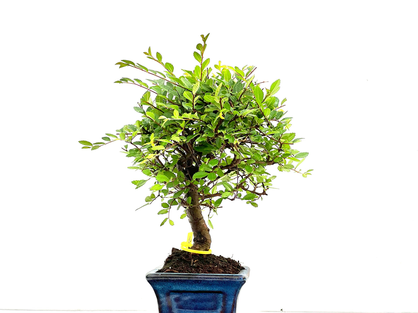 Ulmus Parvifolia 2843