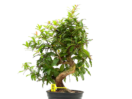 Punica Granatum Nejikan 2849