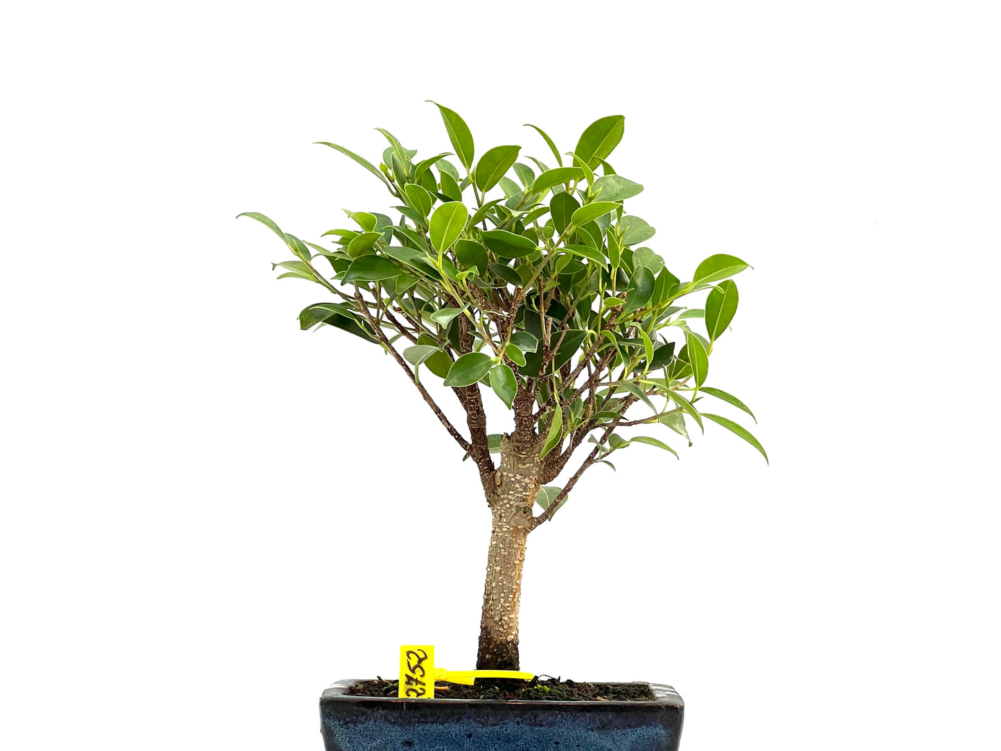 Ficus Tiger Bark 2752