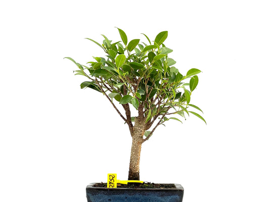 Ficus Tiger Bark 2752