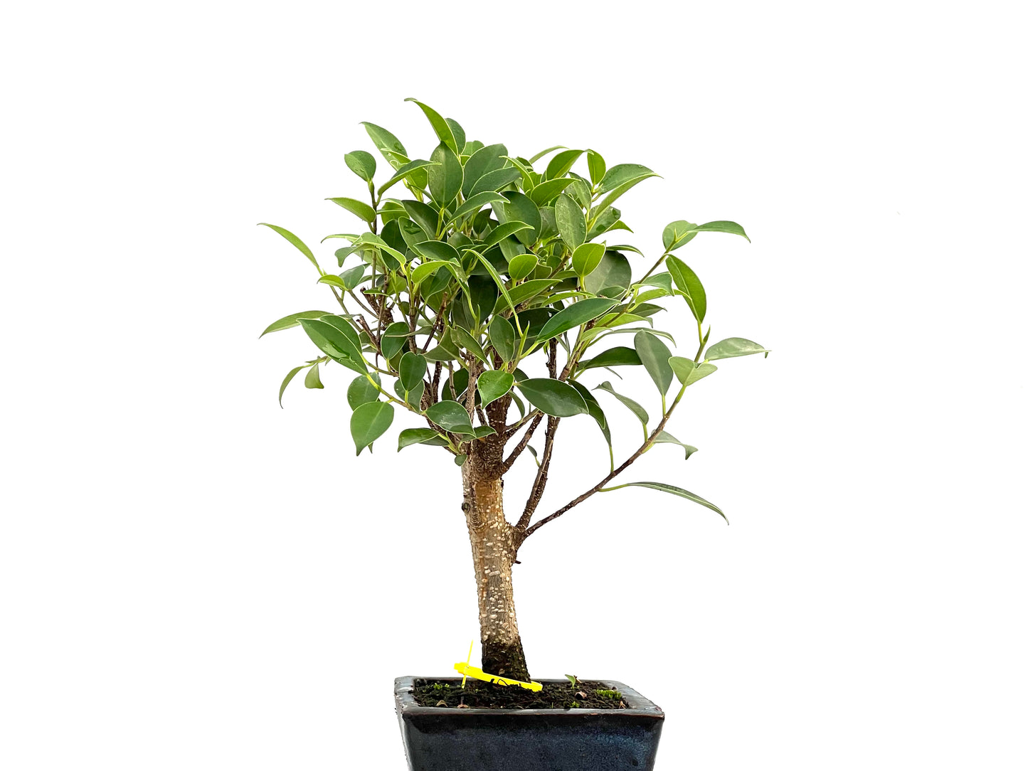 Ficus Tiger Bark 2752