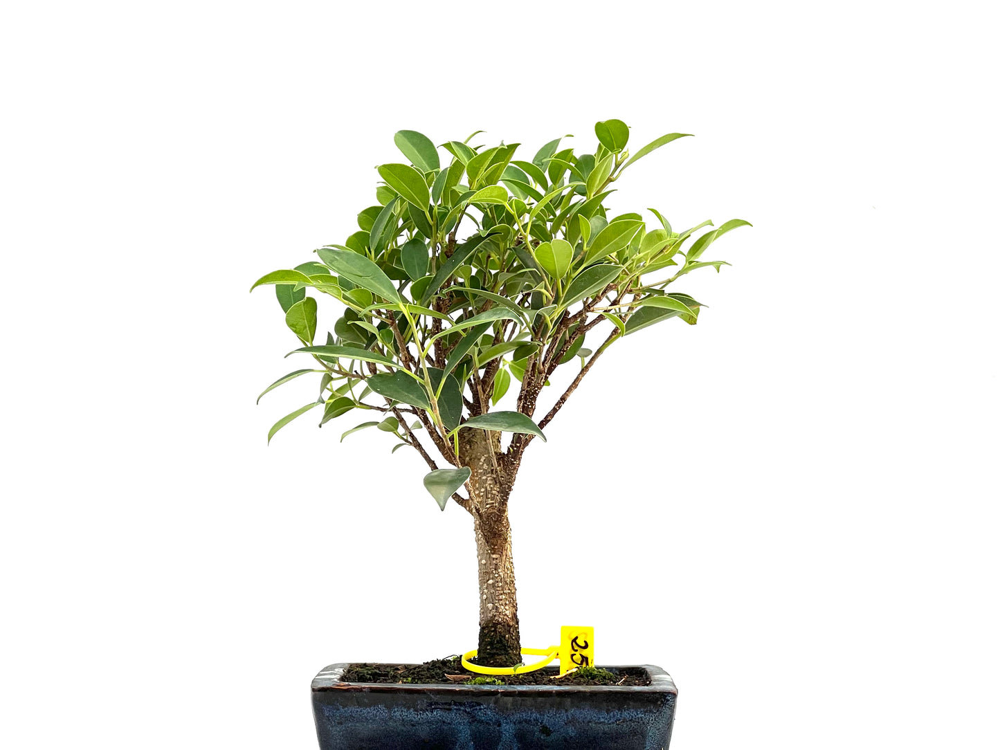 Ficus Tiger Bark 2752