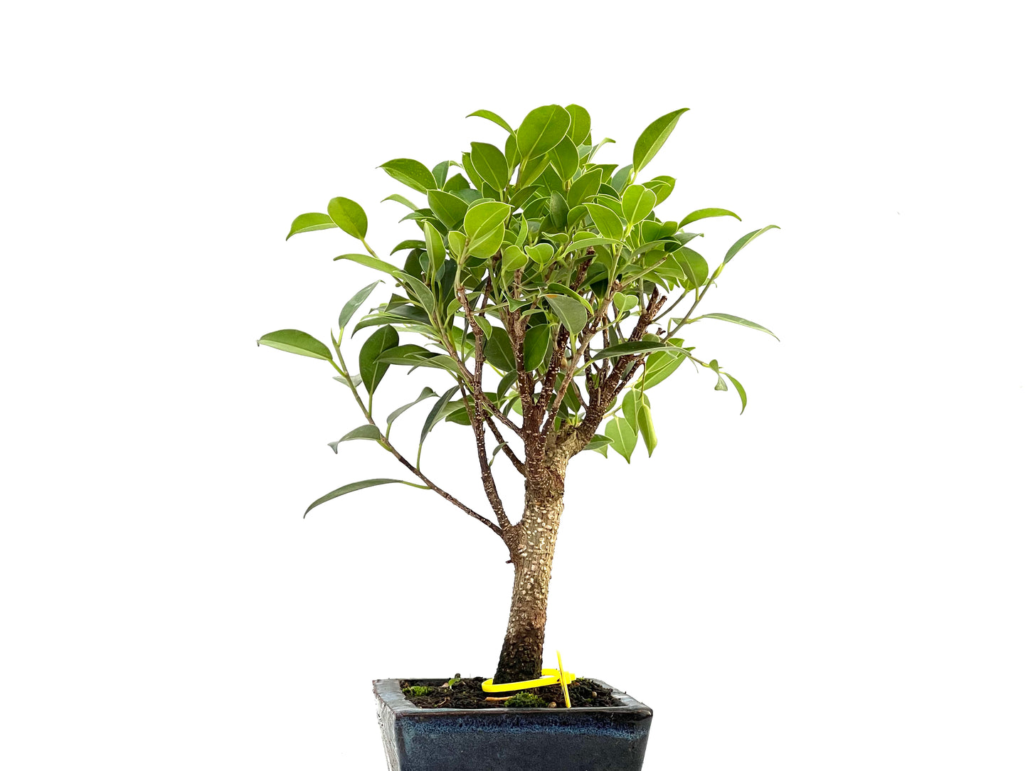 Ficus Tiger Bark 2752