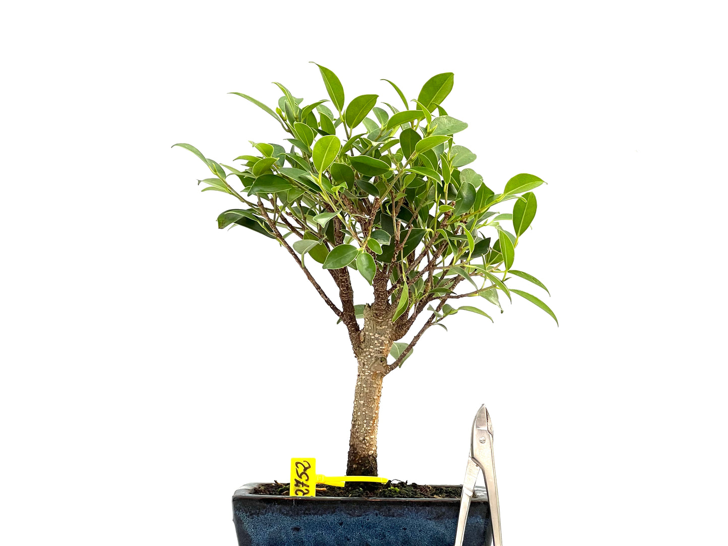 Ficus Tiger Bark 2752