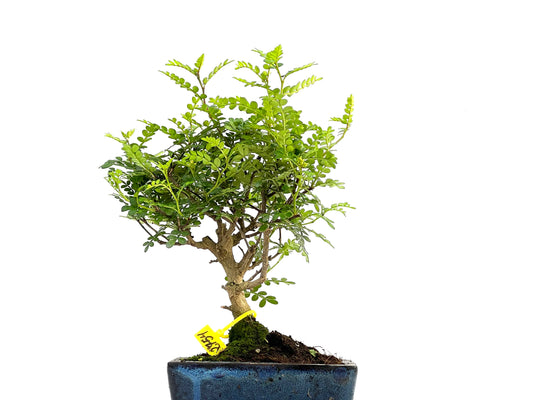 Zhantoxylum Piperitum 2754