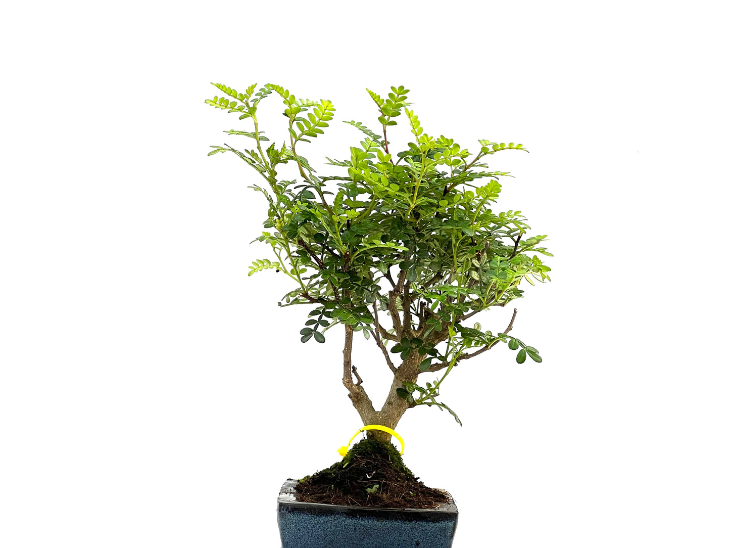Zhantoxylum Piperitum 2754