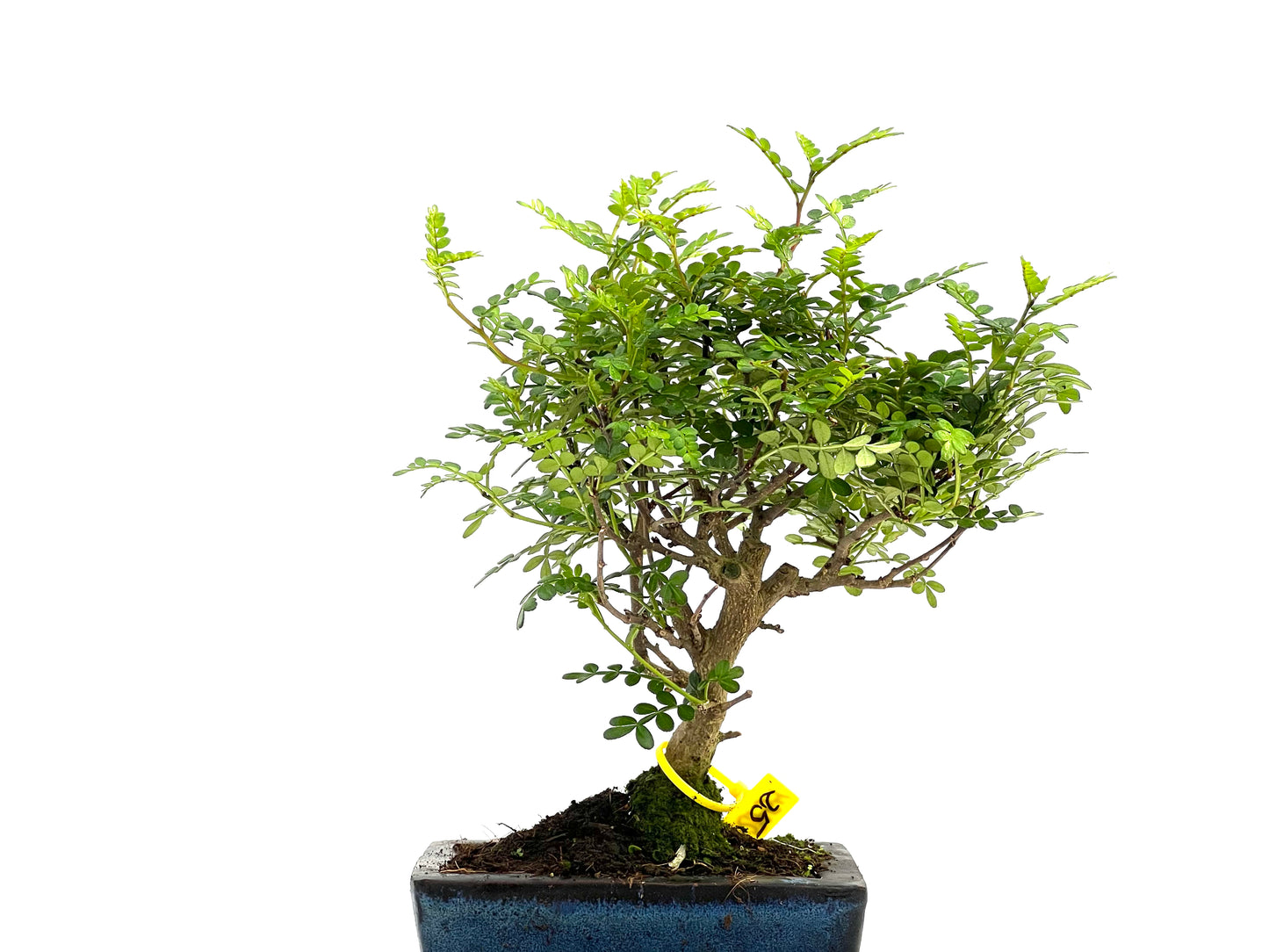 Zhantoxylum Piperitum 2754