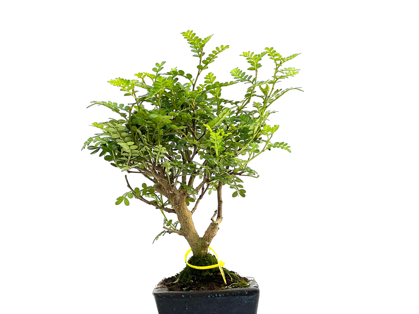 Zhantoxylum Piperitum 2754