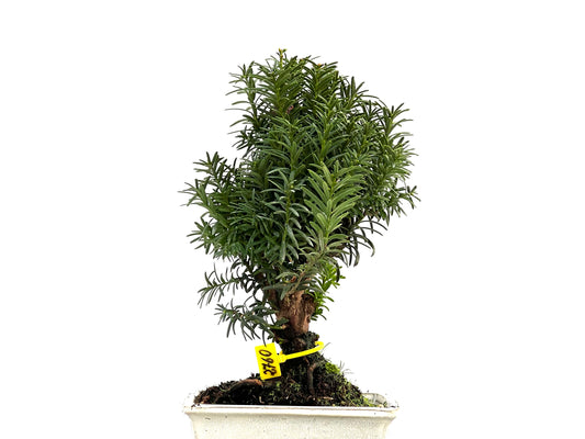 Taxus Baccata 2760