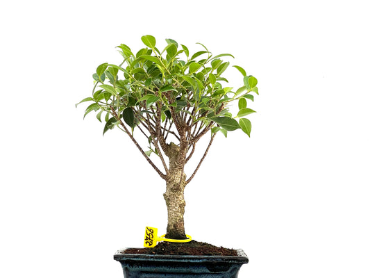 Ficus Tiger Bark 2756