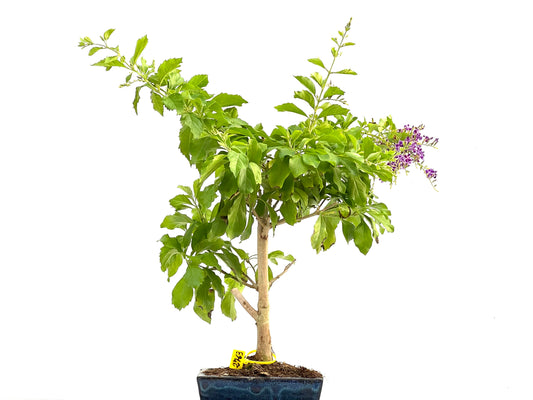 Durantha Repens 2763