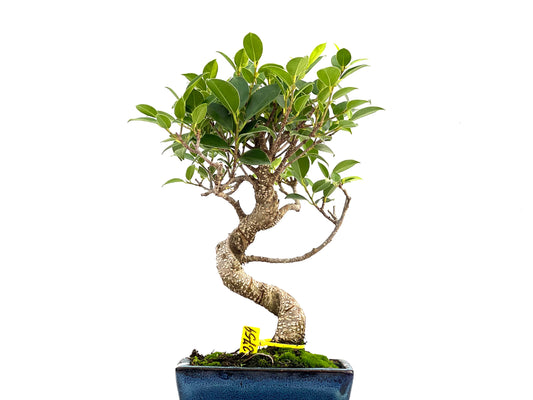 Ficus Tiger Bark 2759