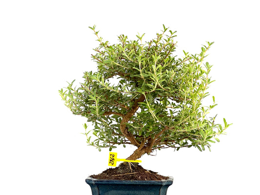Coprosma 2762
