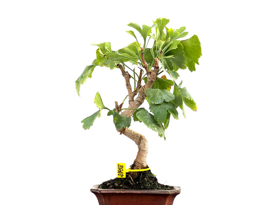 Ginkgo Biloba 2758