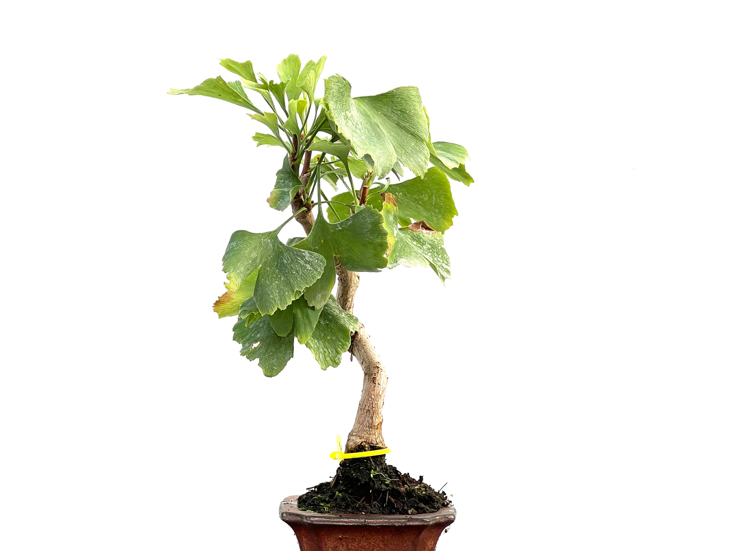 Ginkgo Biloba 2758