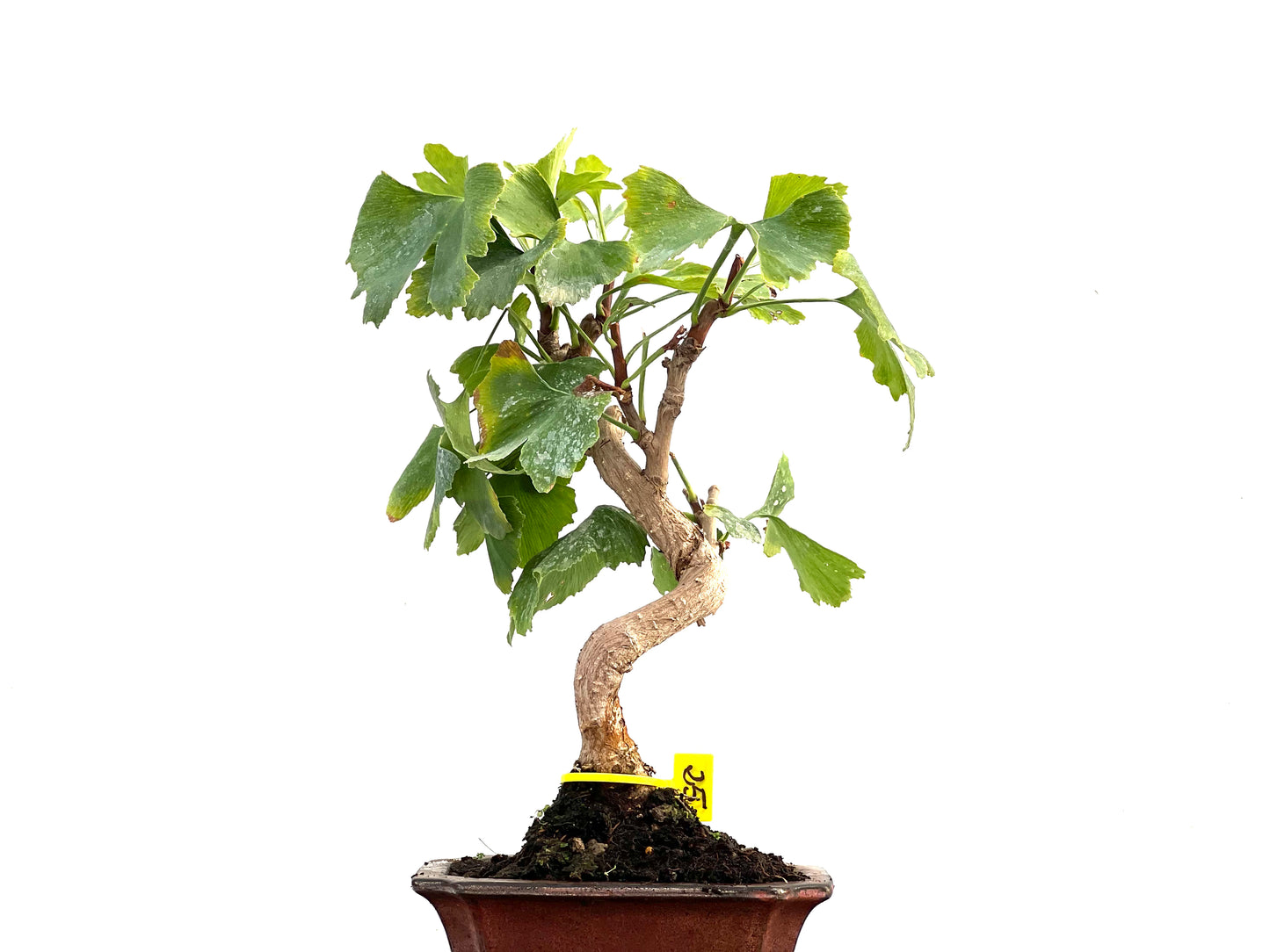 Ginkgo Biloba 2758