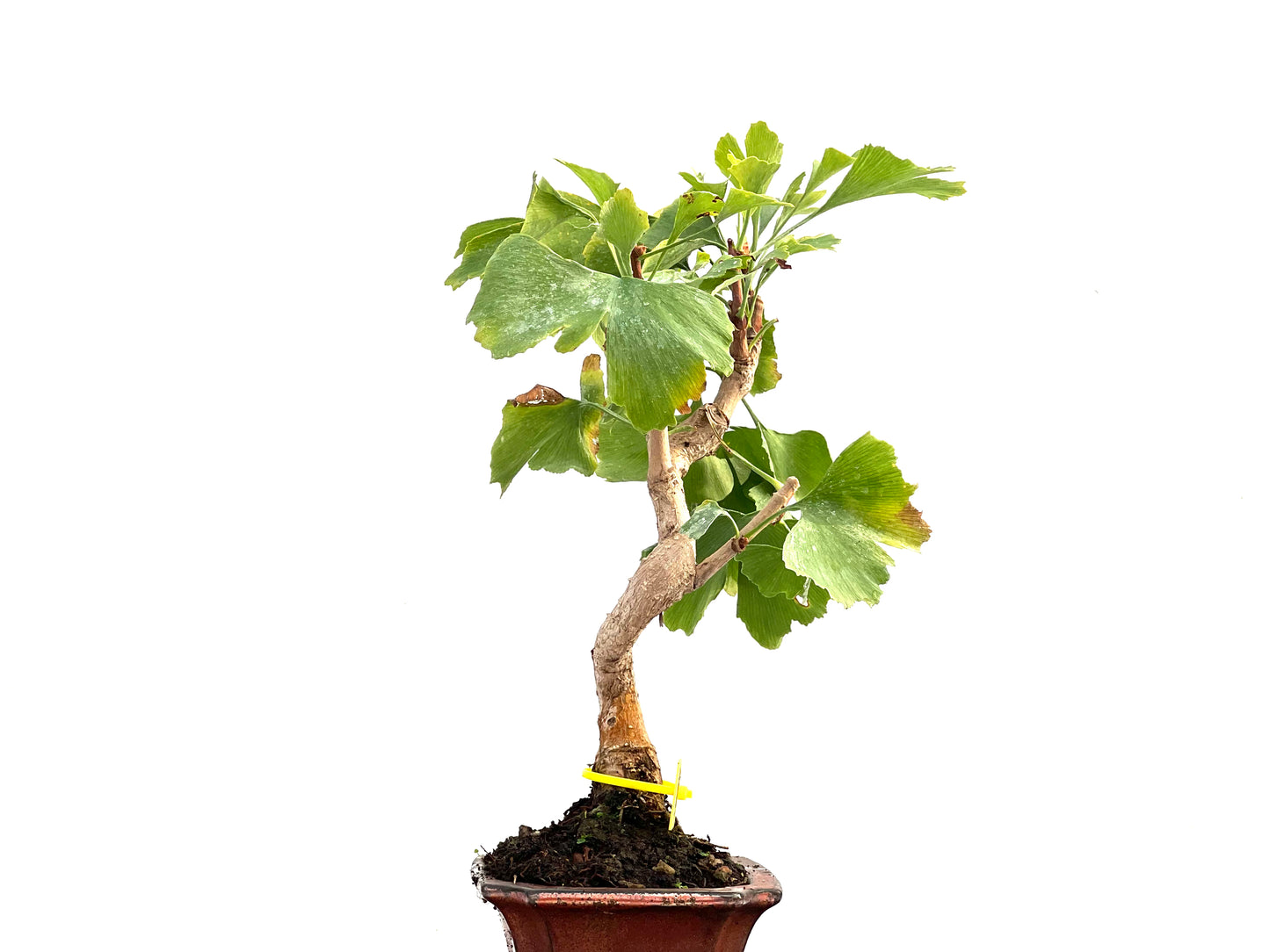 Ginkgo Biloba 2758