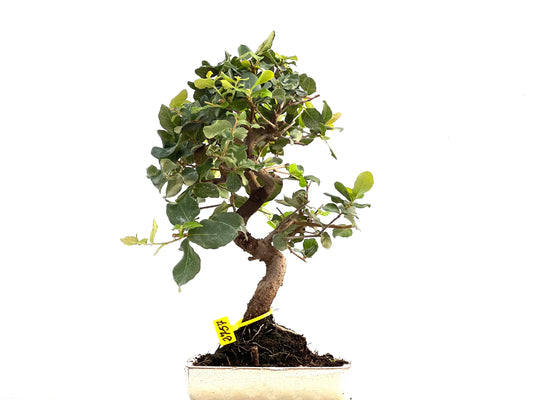 Quercus Suber 2757