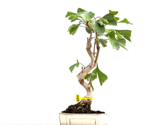 Ginkgo Biloba 2755