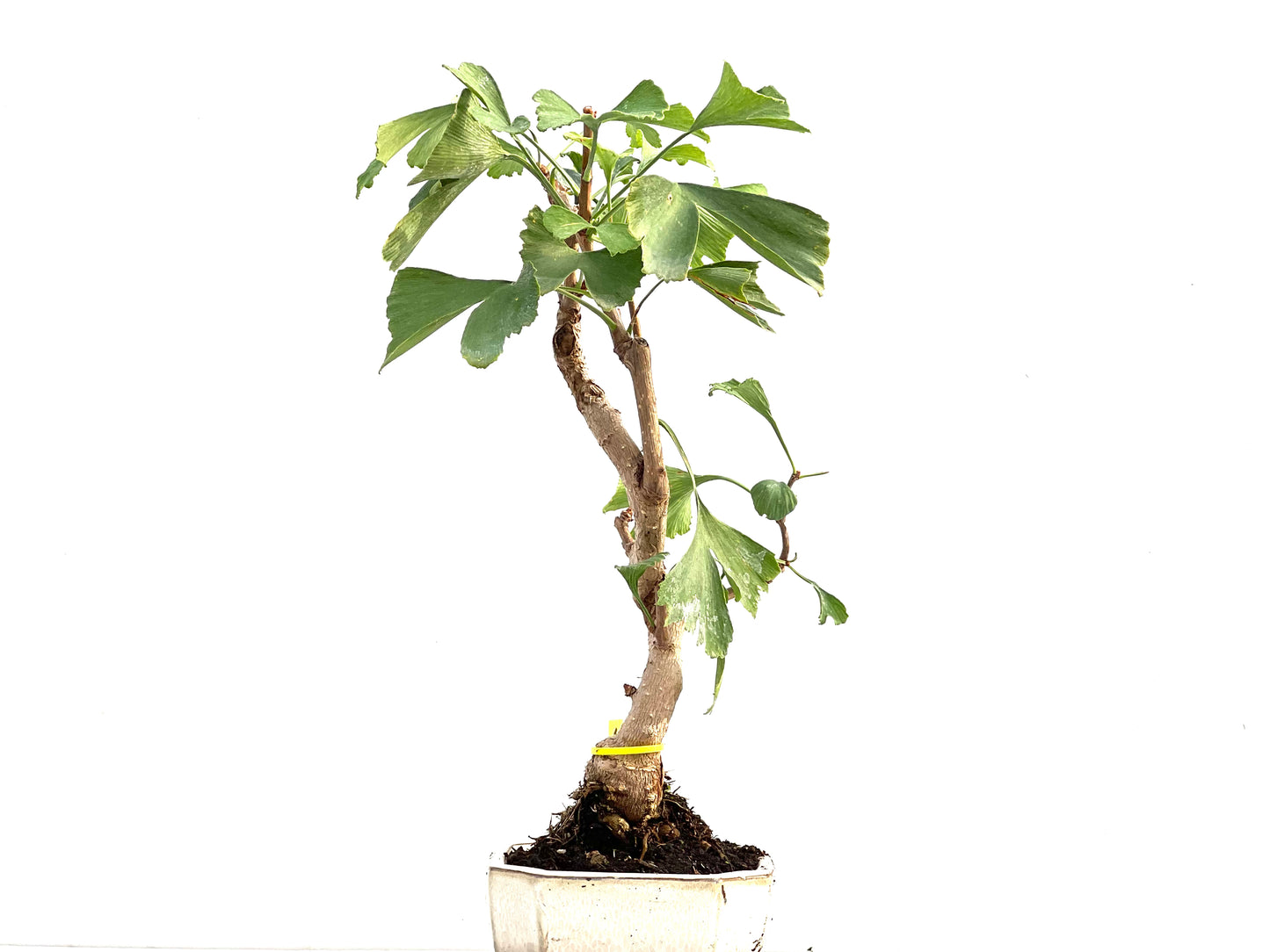 Ginkgo Biloba 2755