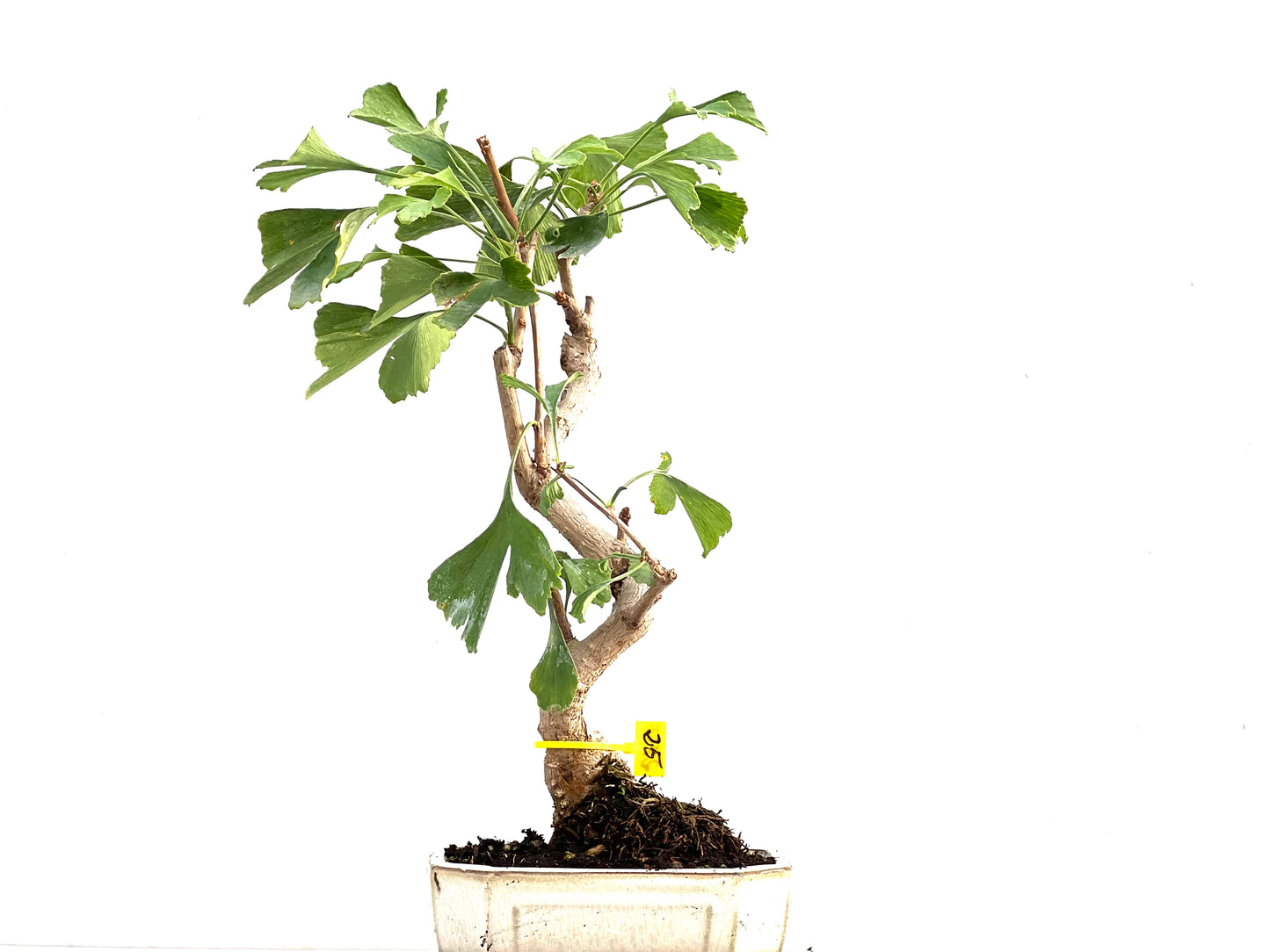 Ginkgo Biloba 2755
