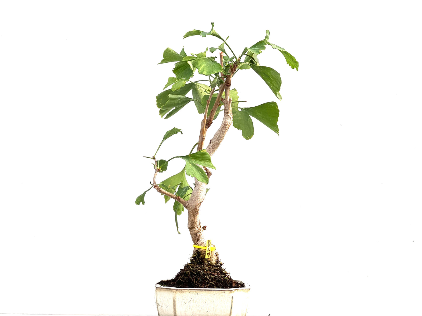 Ginkgo Biloba 2755