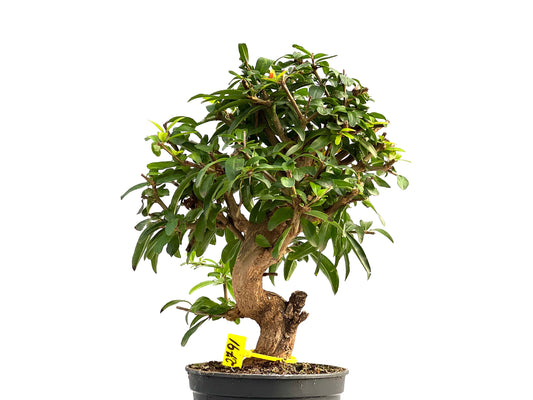Punica Granatum Nejikan 2791