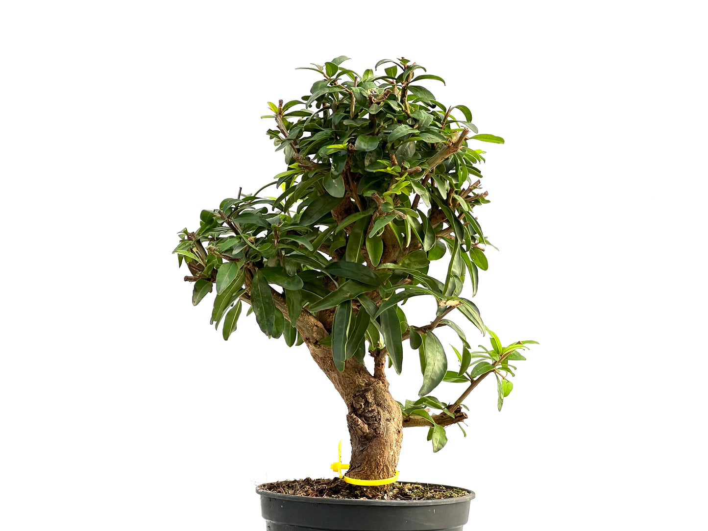 Punica Granatum Nejikan 2791