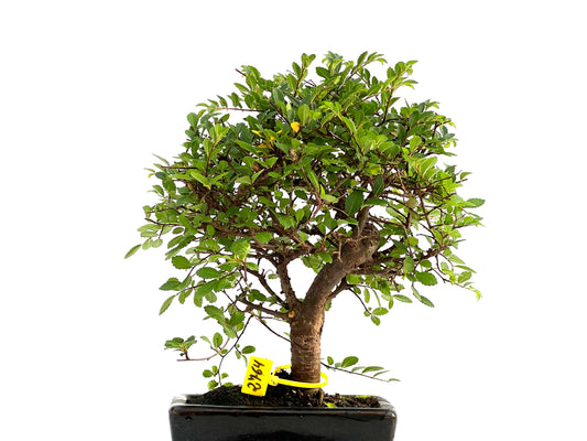 Ulmus Parvifolia 2764