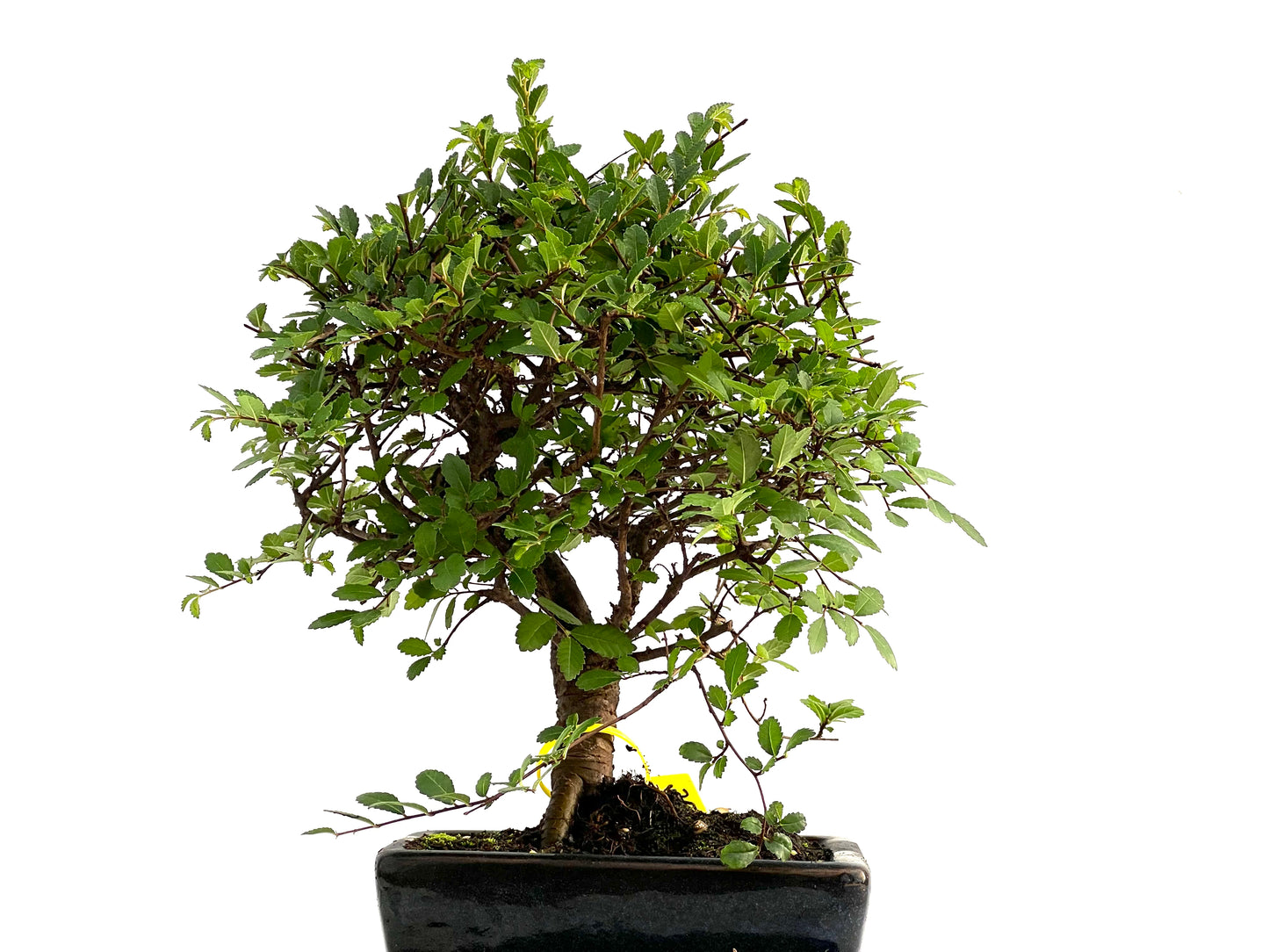 Ulmus Parvifolia 2764