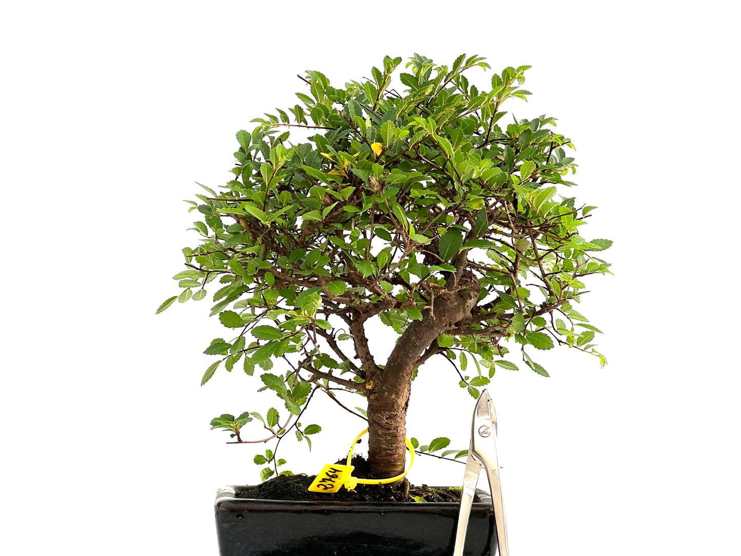 Ulmus Parvifolia 2764