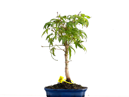 Acer Palmatum 2761