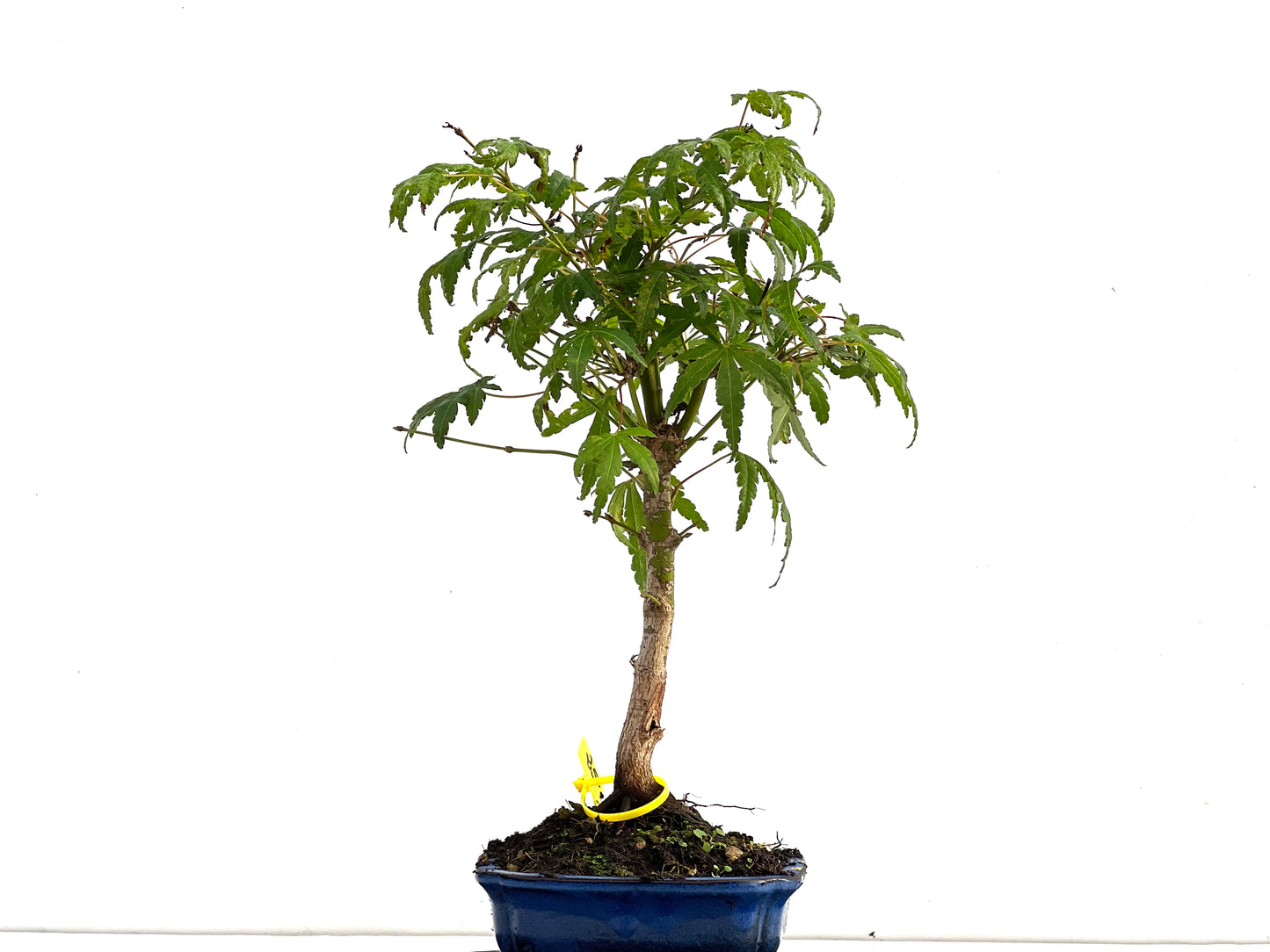 Acer Palmatum 2761
