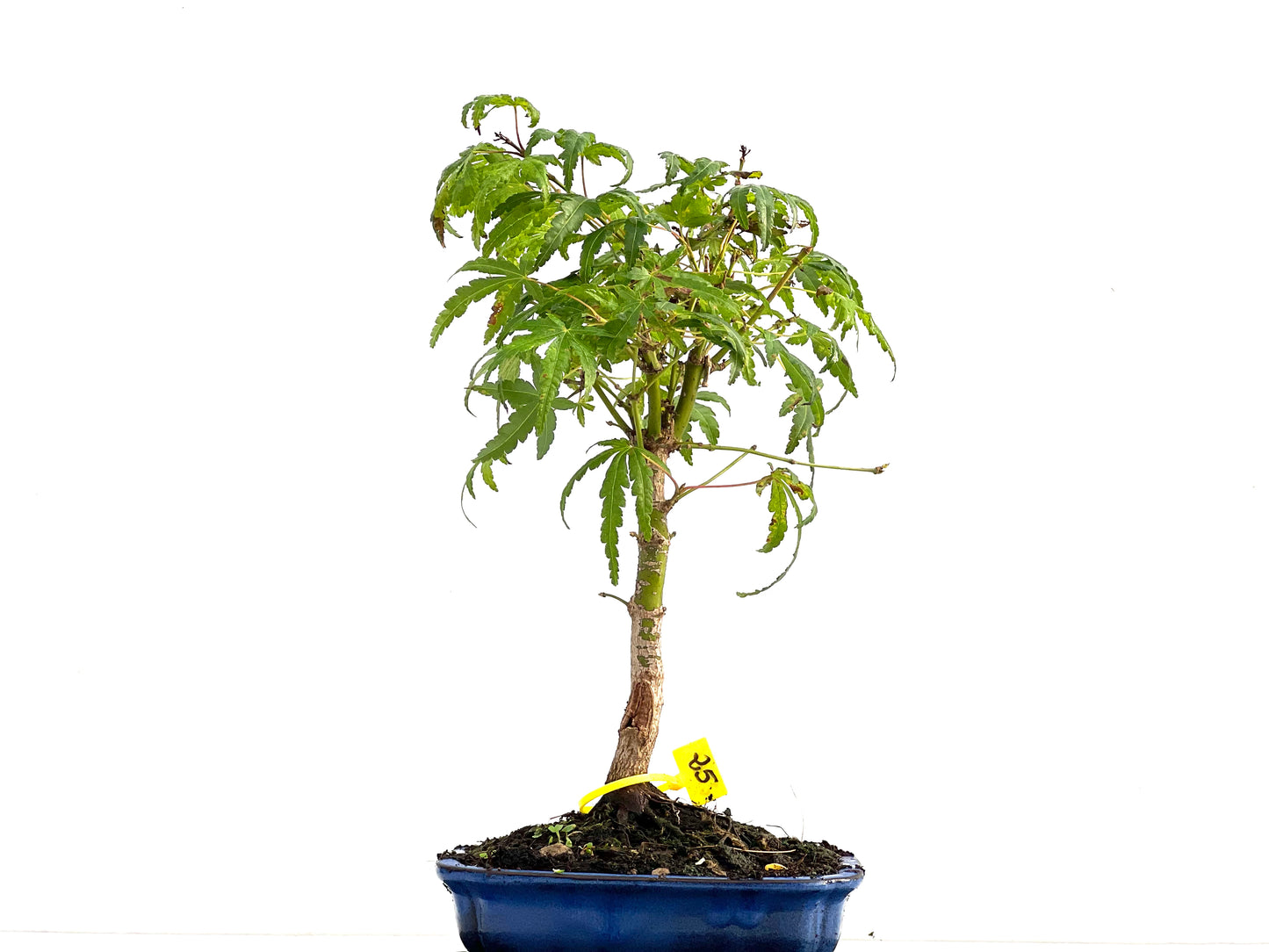 Acer Palmatum 2761