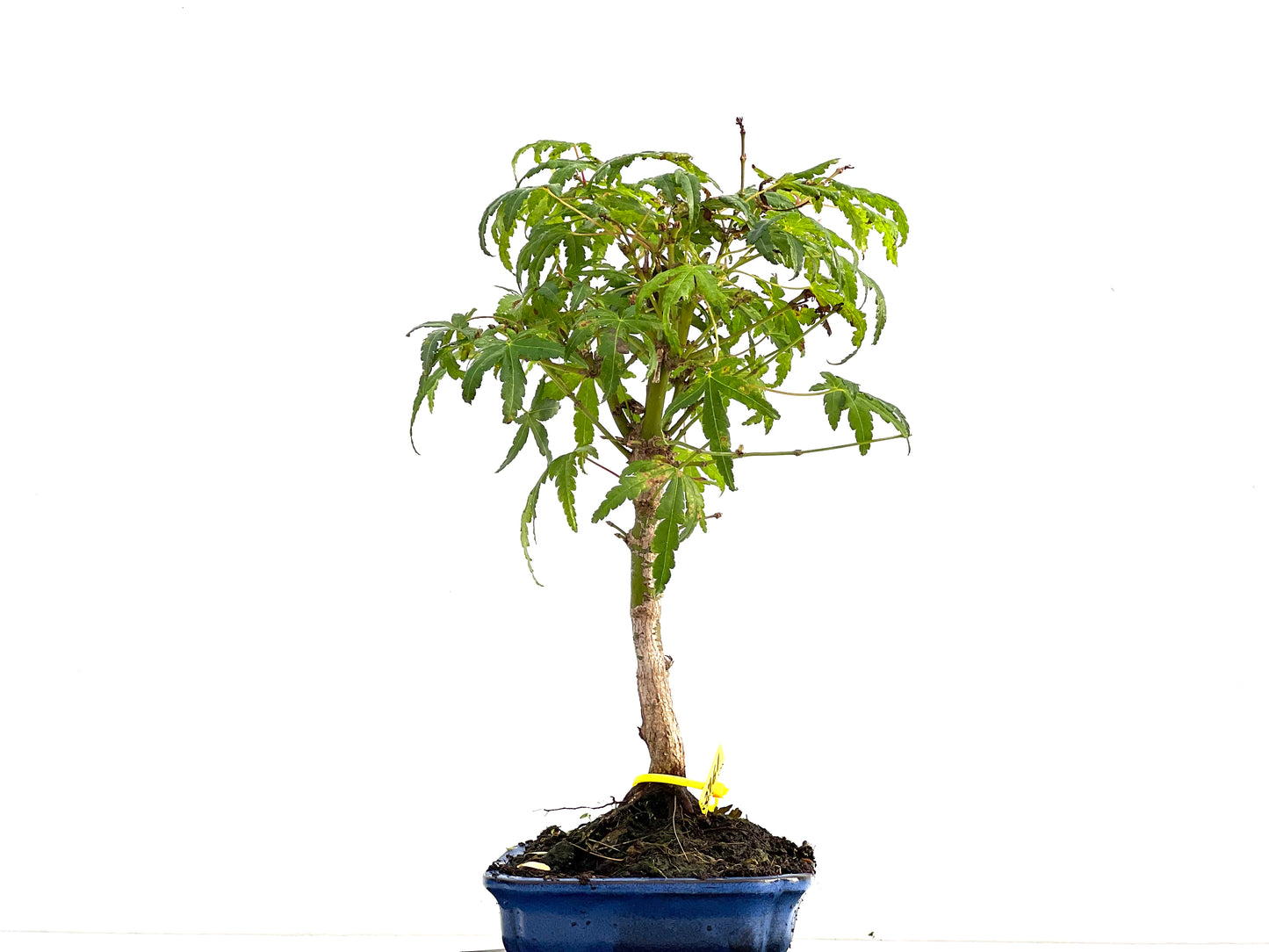 Acer Palmatum 2761