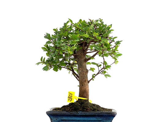 Ulmus Parvifolia 2801
