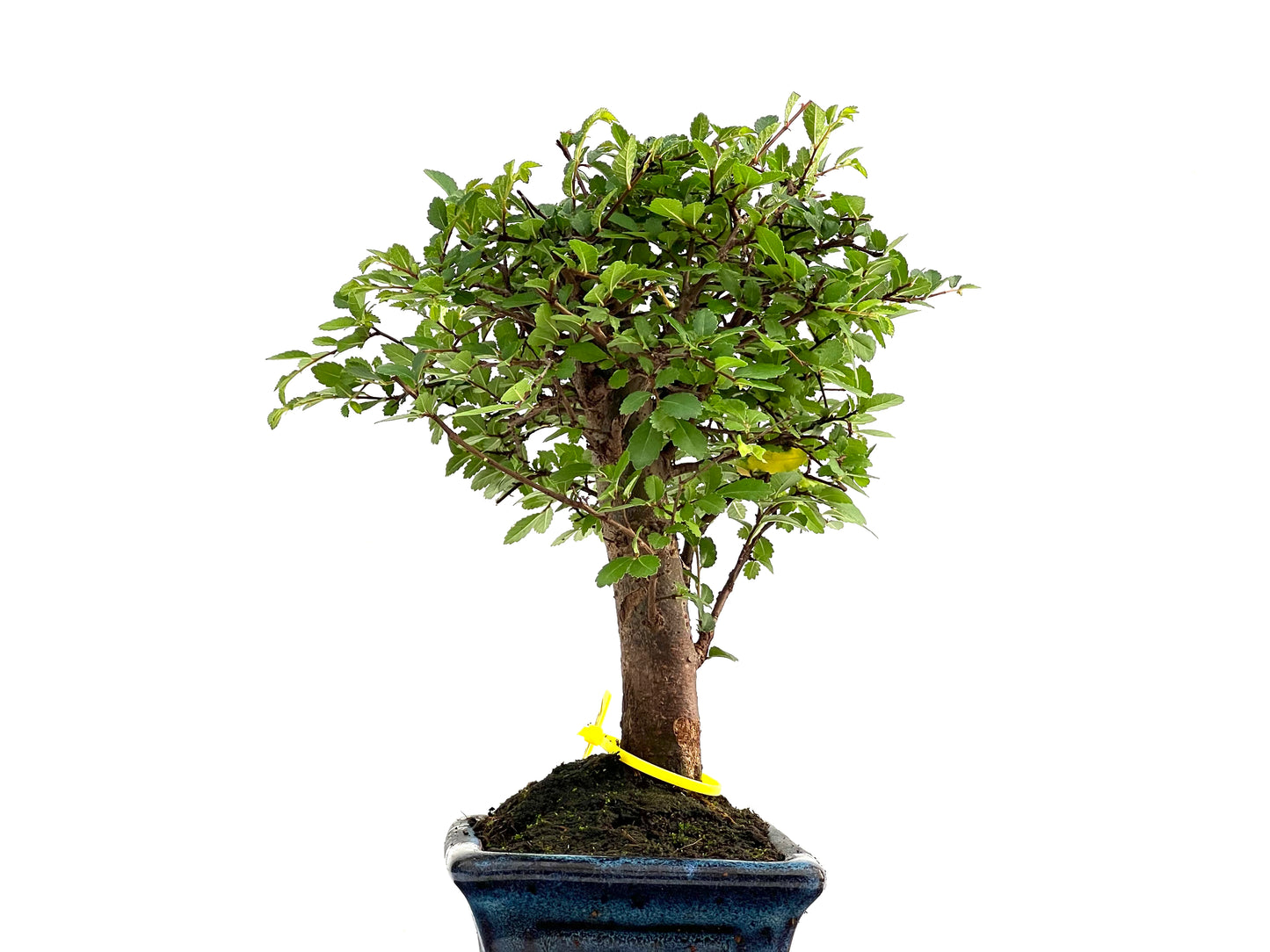 Ulmus Parvifolia 2801