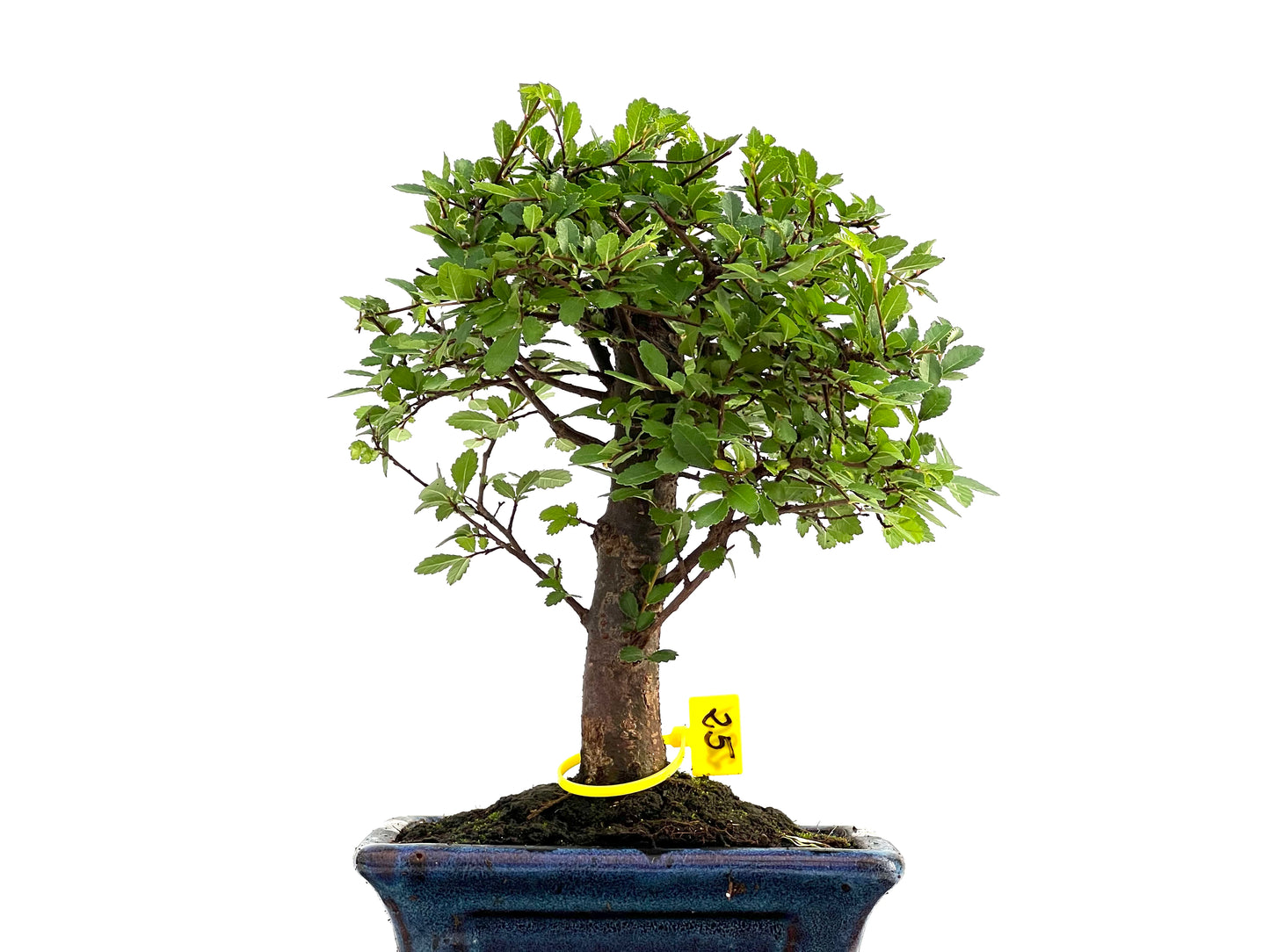 Ulmus Parvifolia 2801