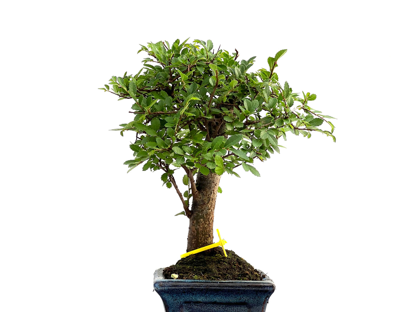 Ulmus Parvifolia 2801