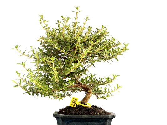 Coprosma 2803