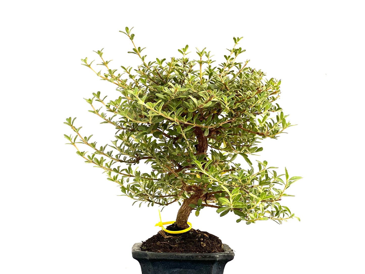 Coprosma 2803