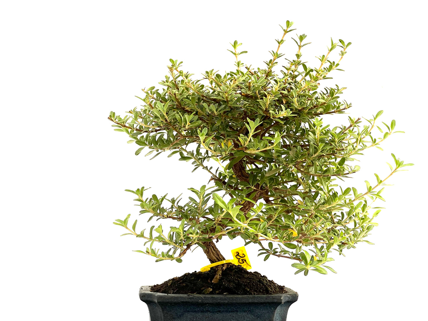 Coprosma 2803