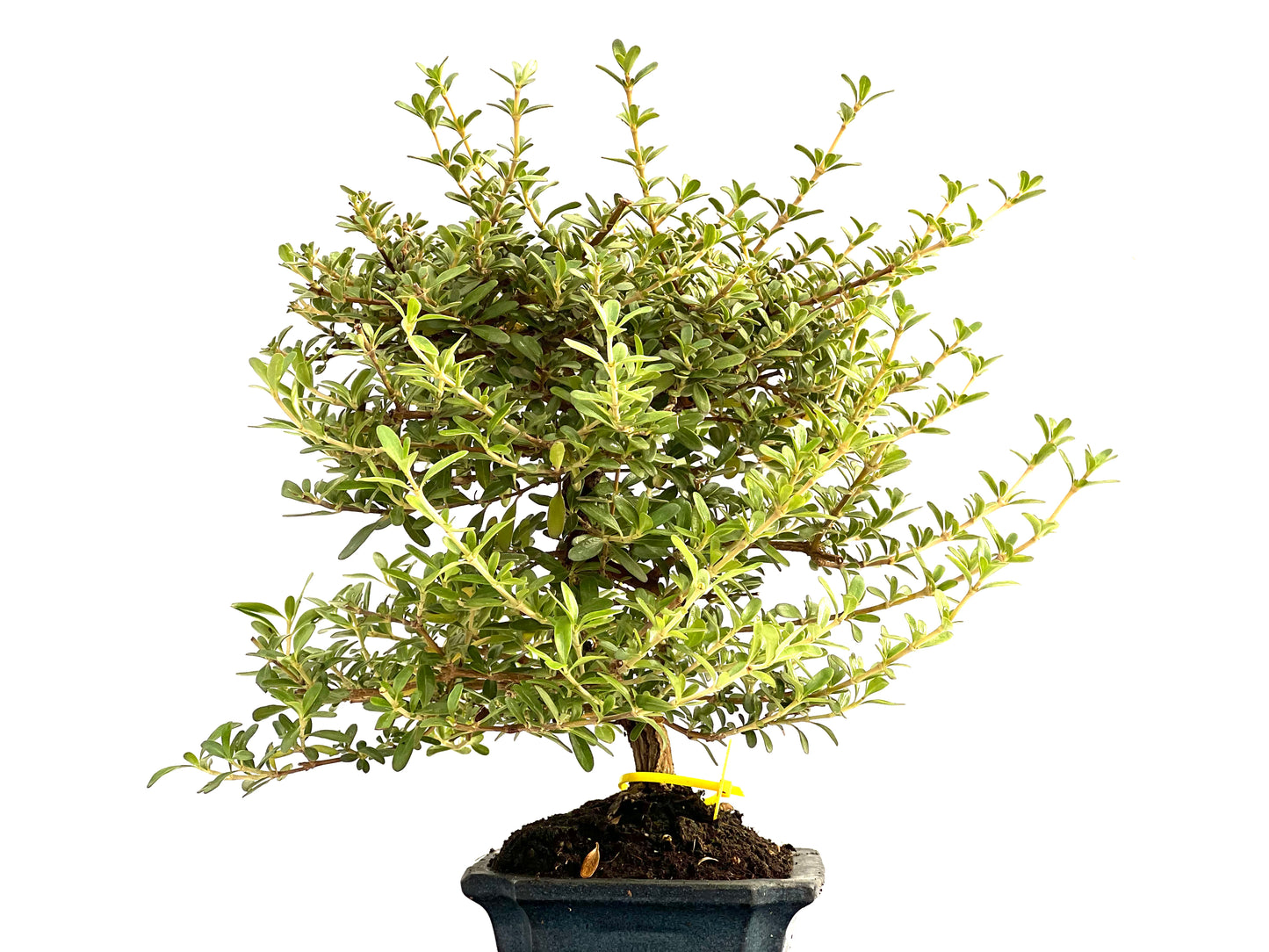 Coprosma 2803
