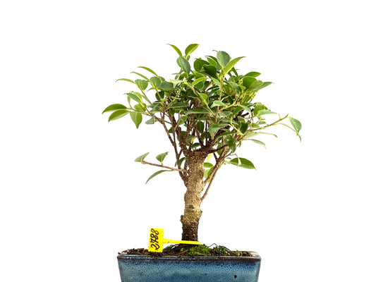 Ficus Tiger Bark 2788