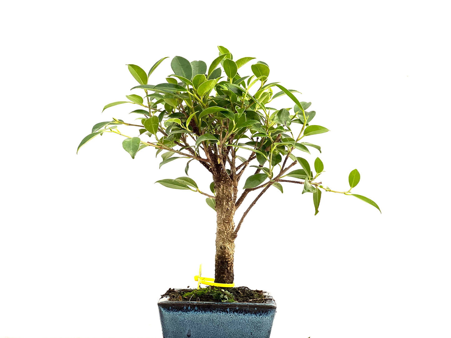 Ficus Tiger Bark 2788