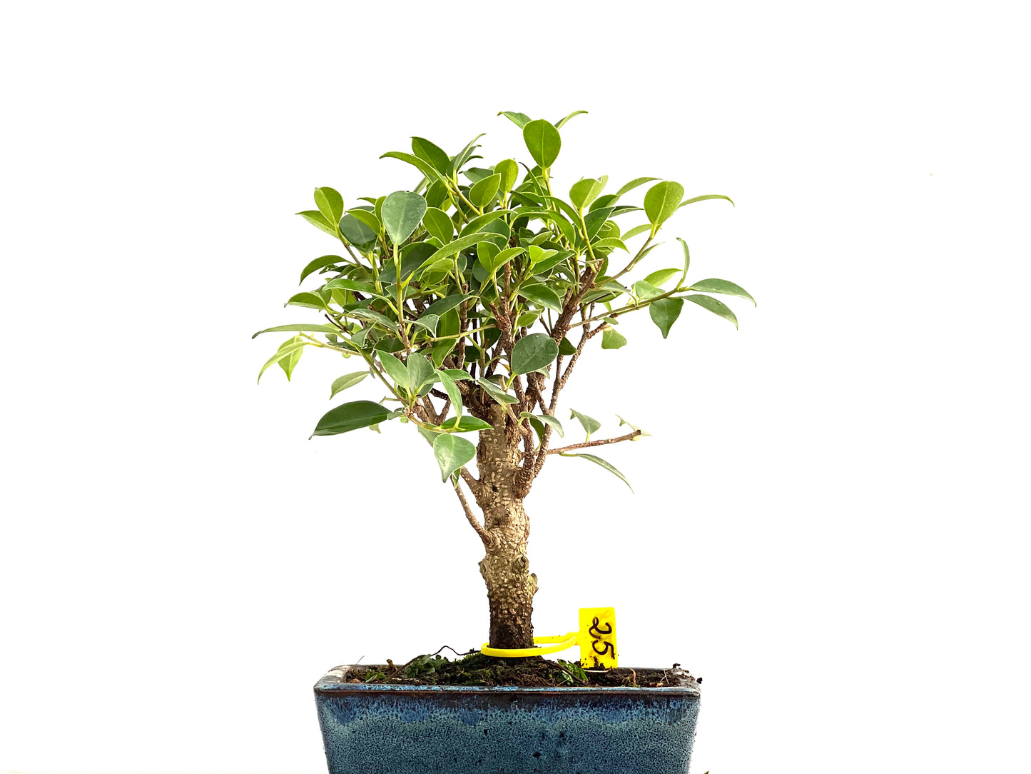 Ficus Tiger Bark 2788