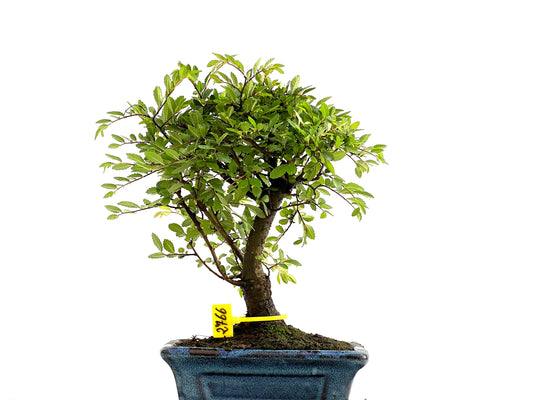 Ulmus Parvifolia 2766