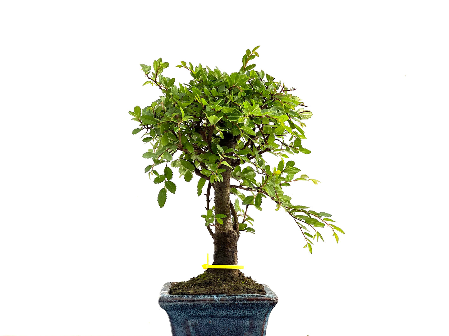 Ulmus Parvifolia 2766