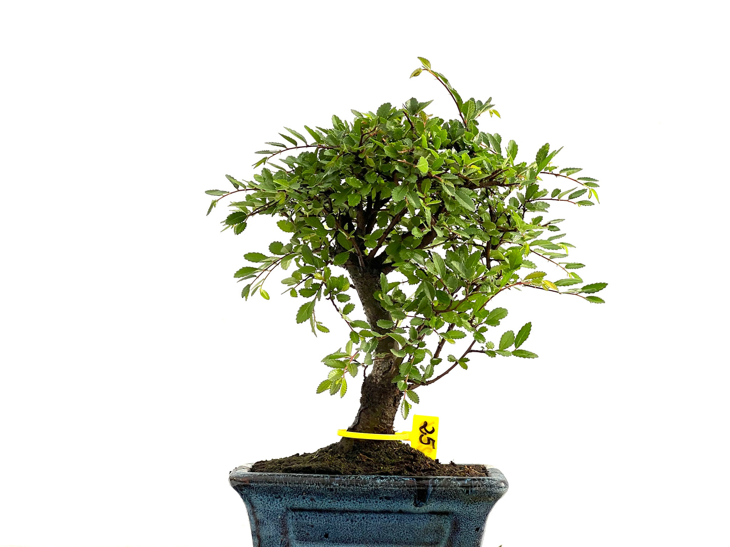 Ulmus Parvifolia 2766